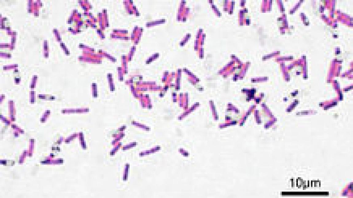 Bacillus Spp