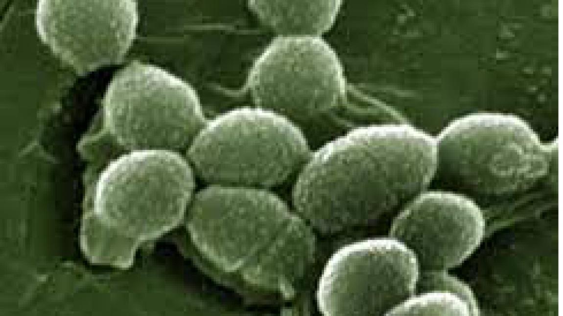 Enterococcus Spp