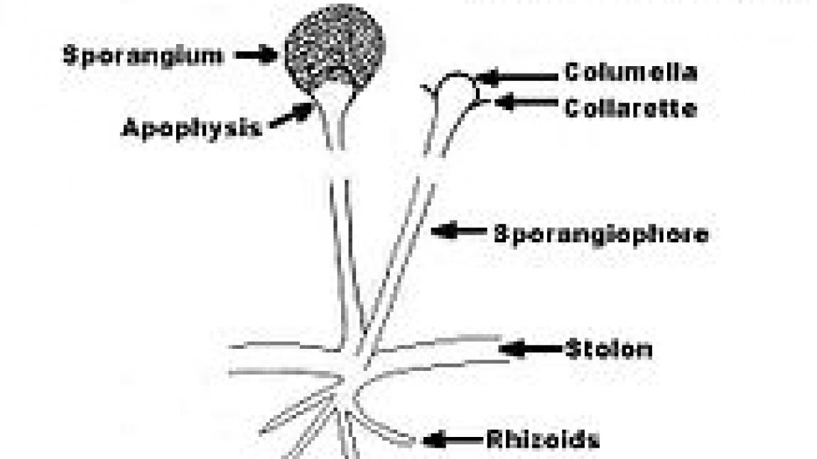 Rhizopus Spp