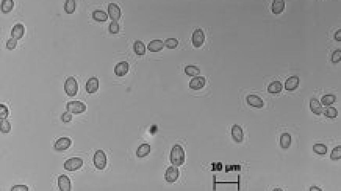 Zygosaccharomyces Spp